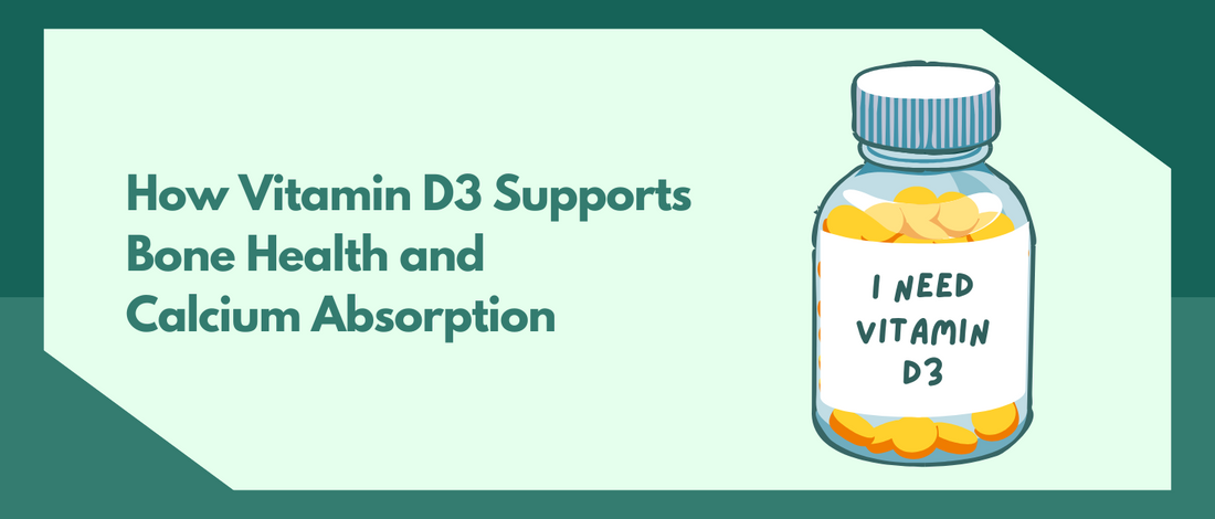 How Vitamin D3 Supports Bone Health and Calcium Absorption